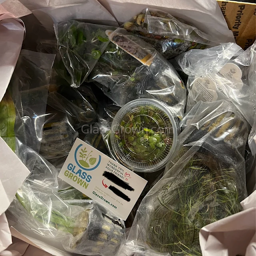 Done For You Plant Package, 12 Full Size (No Co2 Required)