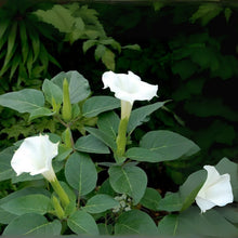 White Trumpet Bush Seeds - 20 Pack - Fragrant White Flowers - Tecoma alata