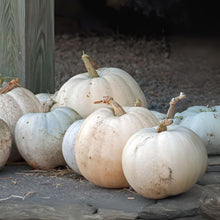 White Pumpkin Seeds for Planting - Casper The Ghost Variety - 5 Pounds - Perfect for Halloween Decor and Home Gardens