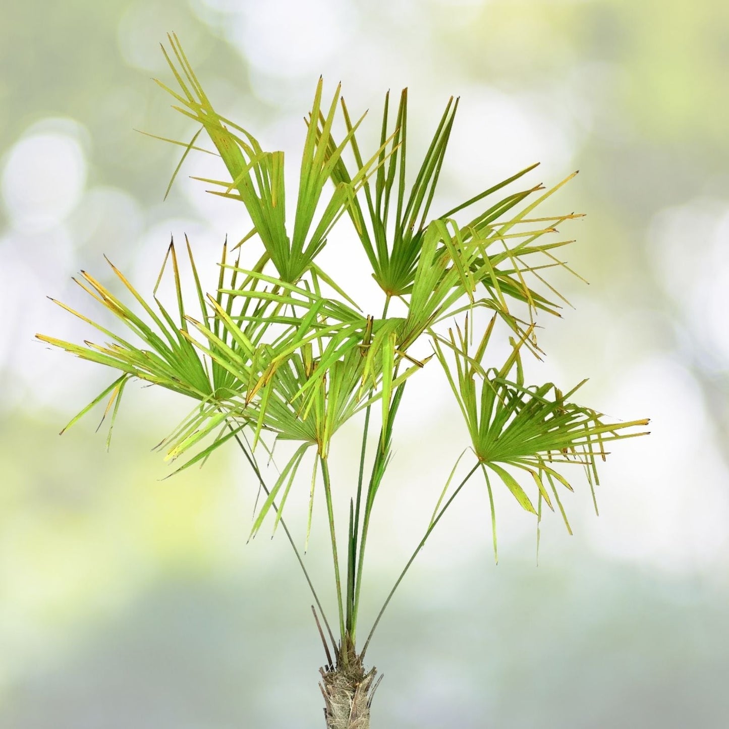 Windmill Palm Bonsai Tree Seeds - 6 Seeds - Trachycarpus fortunei - Indoor/Outdoor Planting