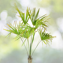 Windmill Palm Bonsai Tree Seeds - 6 Seeds - Trachycarpus fortunei - Indoor/Outdoor Planting