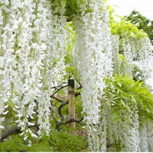White Wisteria Bonsai Tree Seeds - 5 Pack - Wisteria sinensis Alba - Rare Flowering Plant Seeds for Garden