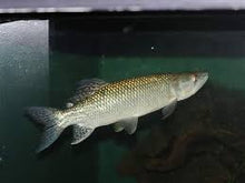 African Pike Hepsetus Odoe