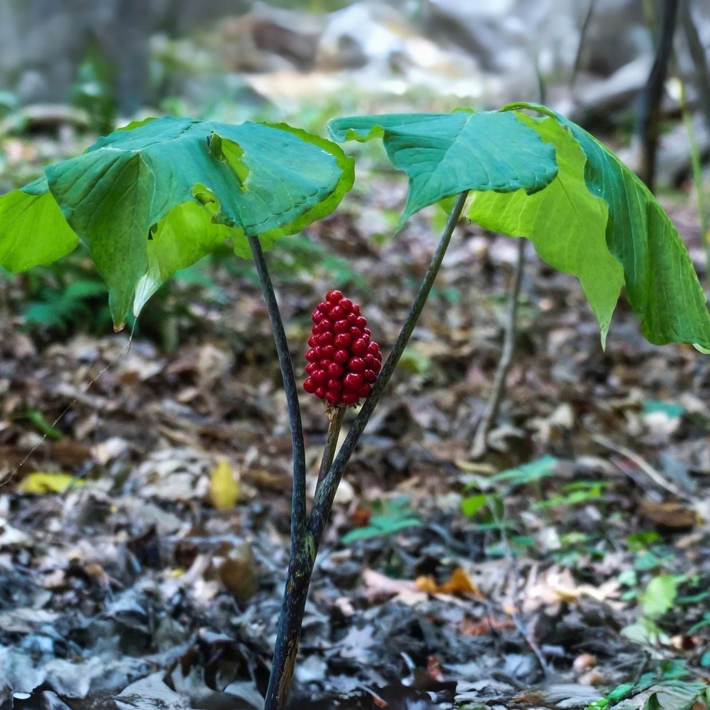 Wild American Ginseng Seeds 30 Pack - Panax quinquefolius - Heirloom Planting Seeds for Medicinal Herb Garden