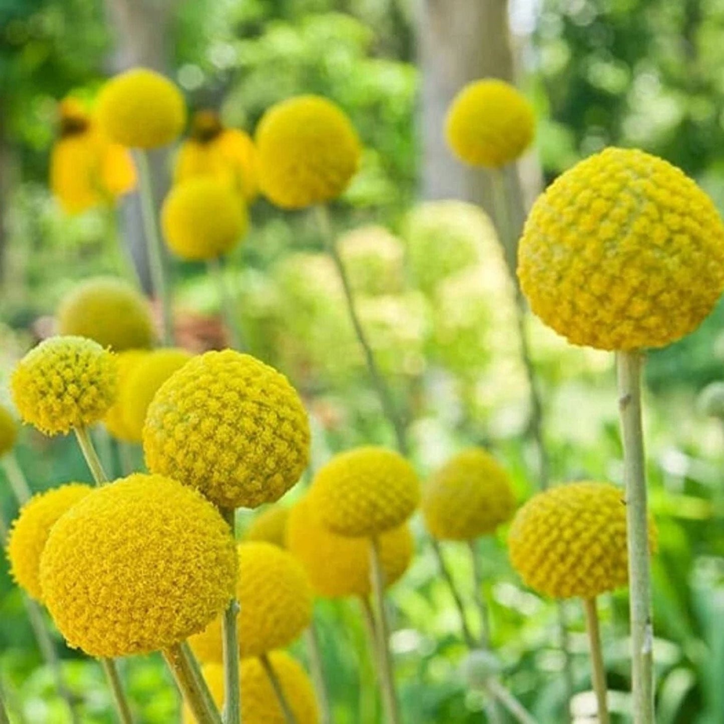 Yellow Globe Flower Seeds - 50 Seeds - Perfect for Cut Flowers and Bonsai - Trollius aureus