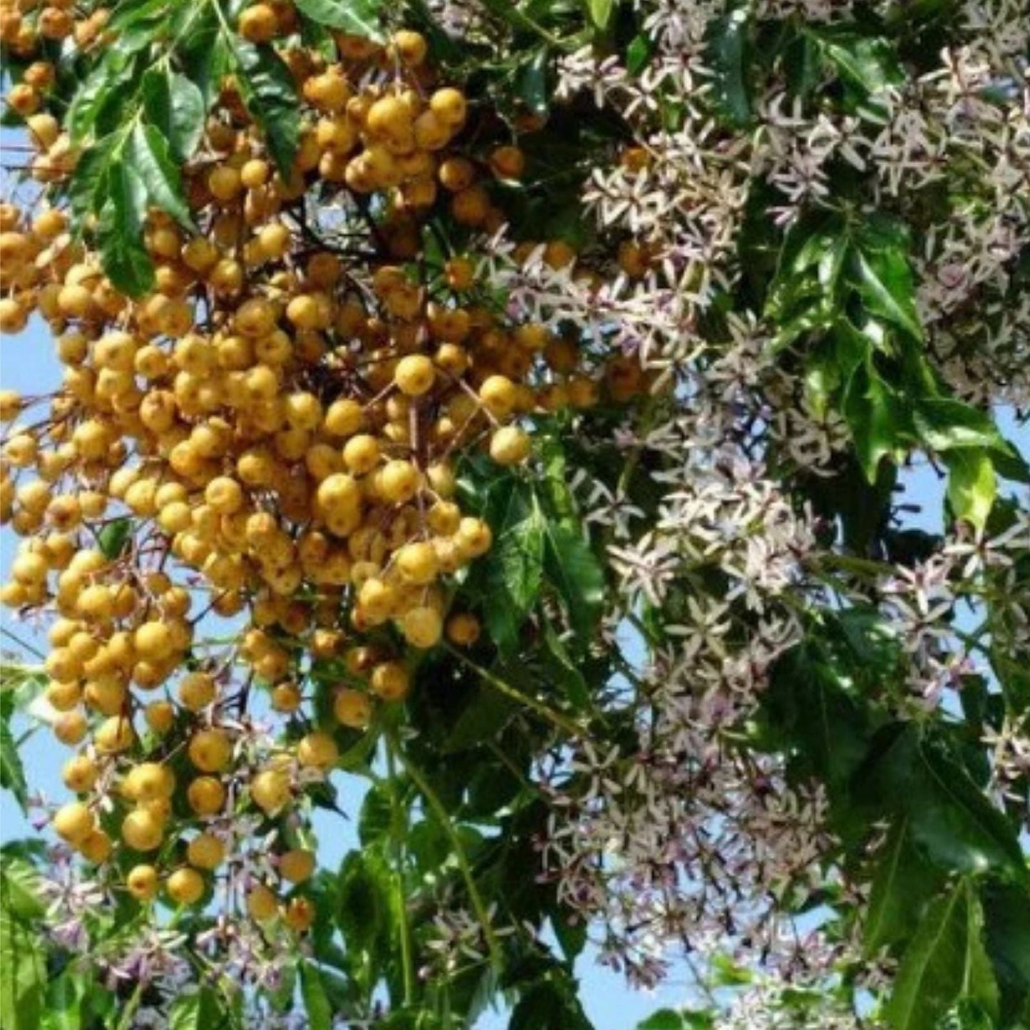 Chinaberry Tree Plant | Melia Azedarach | Cape Lilac | 1 Gallon Pot