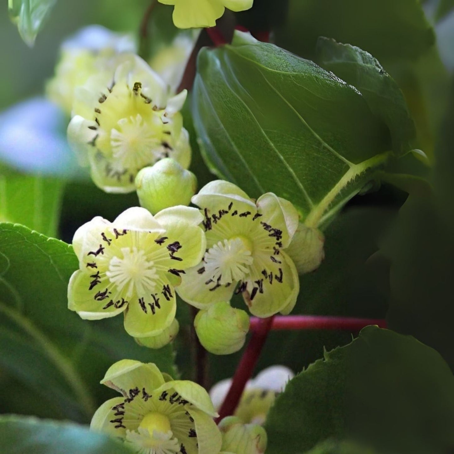 Kiwi Plant Starter - Live Rooted Fairchild Male Pollinator - Actinidia deliciosa - Zones 4-8