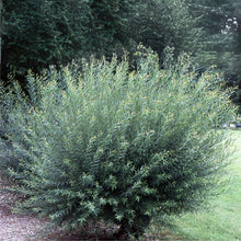 Willow Bush Cuttings for Planting - Low Growing Privacy Hedge, Salix purpurea - Ideal for Landscape and Garden Use