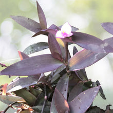 Live Plant Cuttings 6 Pack Tradescantia pallida Purple Heart Moses Wandering Jew