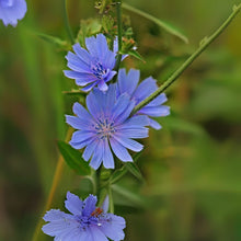 Wildflower Seeds for Planting - 1,000 Count - Chickroy Variety - Excellent Wildlife Food - Native Plant Seeds
