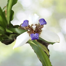 Walking Apostle Iris Plant - 4 White Blue Flowers - Fragrant Spring Bloom - Ideal for Shade Garden - Iris germanica