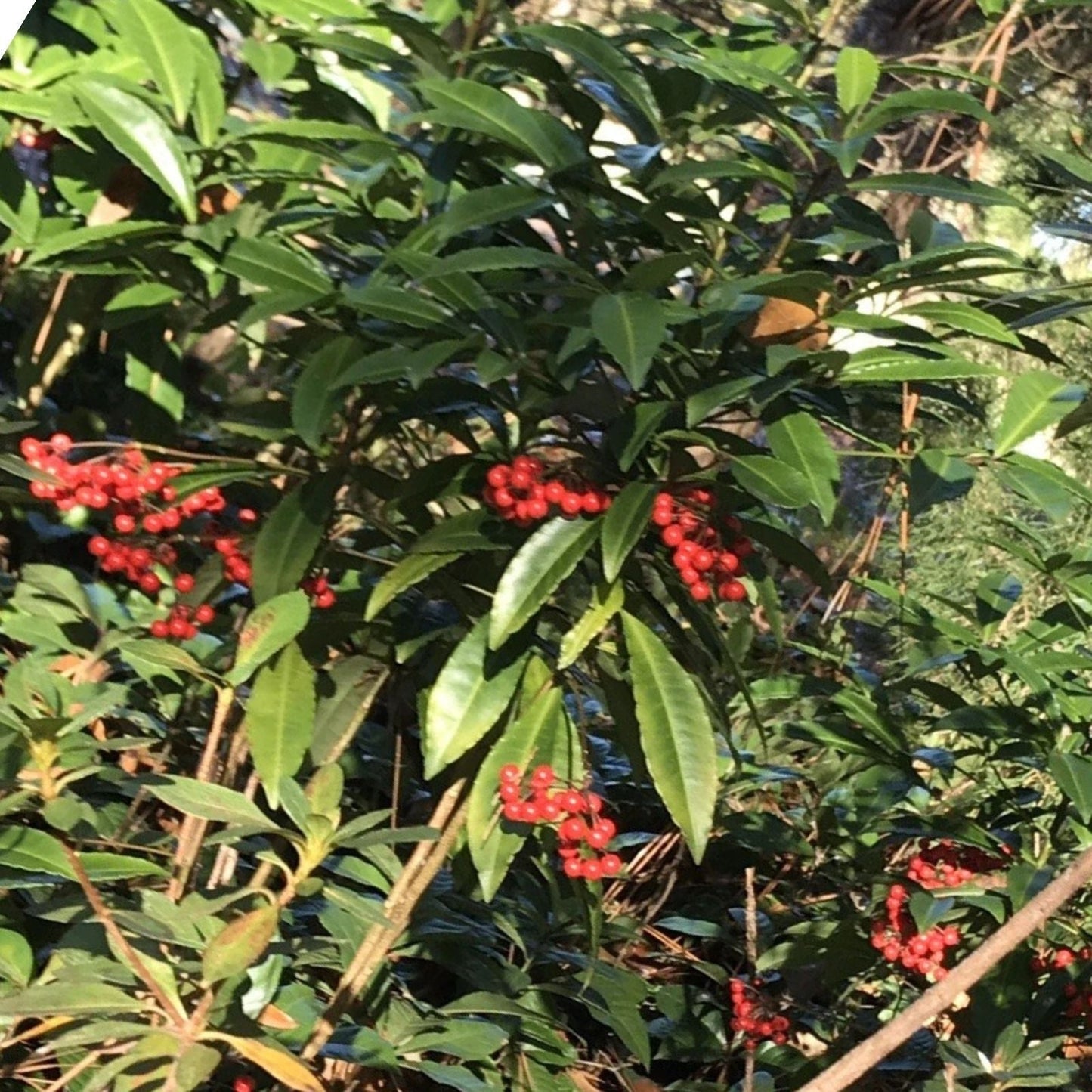 Organic Coral Berry Plants - 8” Tall Ardisia crenata - Set of 5 Native Ornamental Plants for Landscaping and Gardens