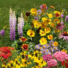 Perennial Wildflower Seeds Mix - Easy to Grow Varieties for Garden - Native Wildflowers (Various Species)