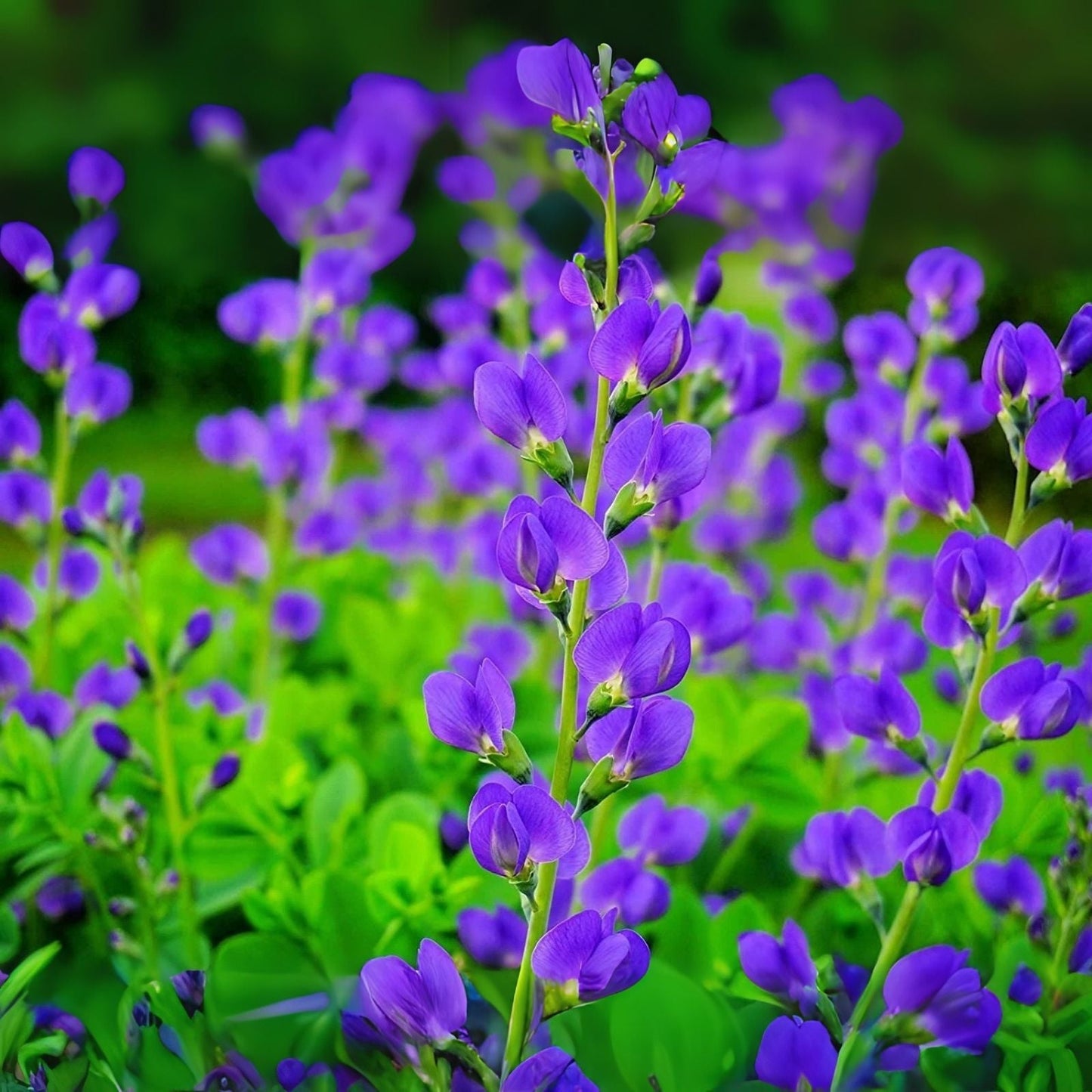 Wild Blue Indigo Seeds (100 Seeds) - Baptisia Australis - Native Perennial Plant for Garden and Landscaping