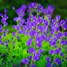 Wild Blue Indigo Seeds (100 Seeds) - Baptisia Australis - Native Perennial Plant for Garden and Landscaping