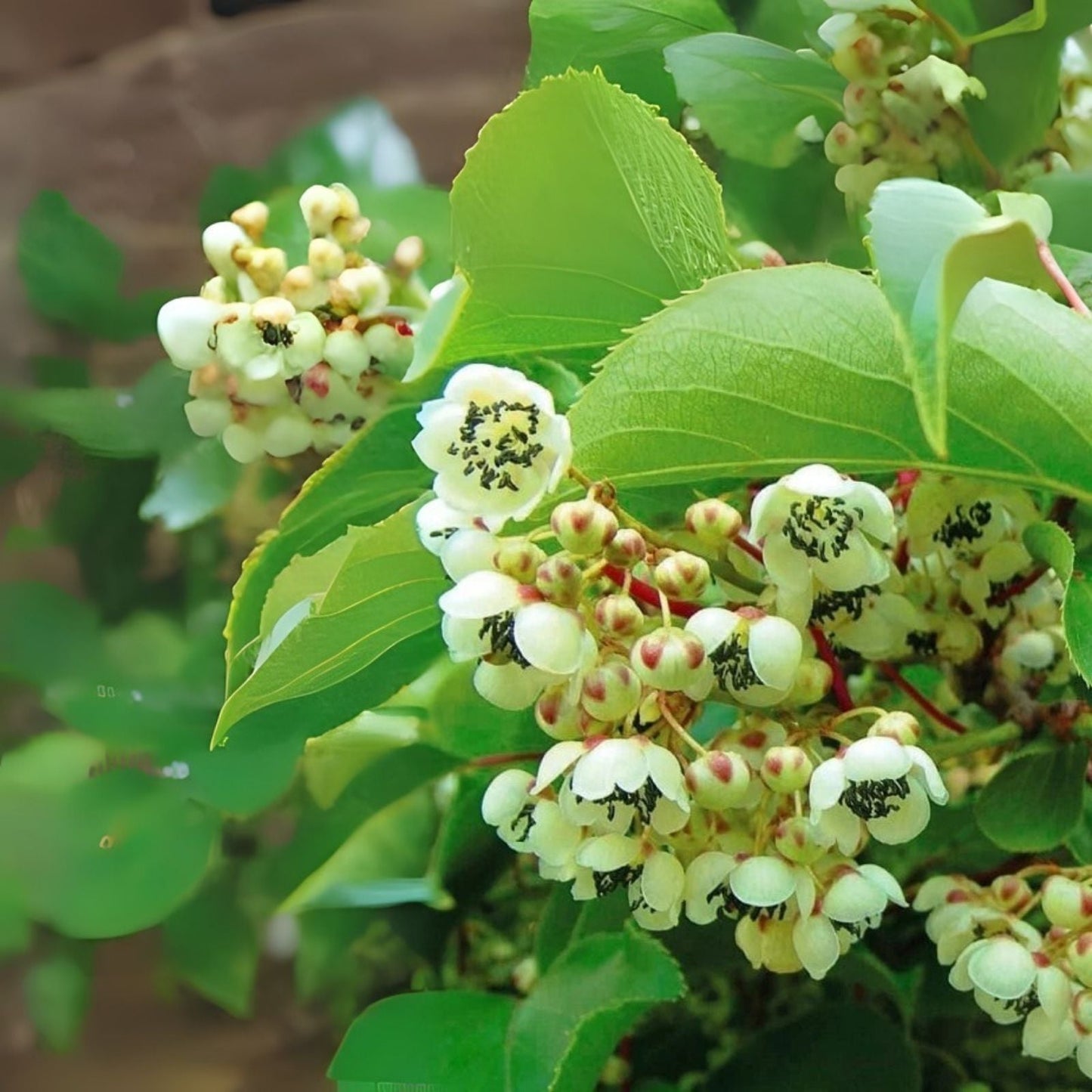 Kiwi Plant Starter - Live Rooted Male Pollinator - Actinidia deliciosa - Zones 3-9
