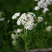 White Yarrow Seeds 1000 Count - Achillea Millefolium - Western Flower for Gardens and Landscaping