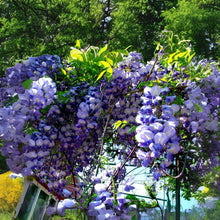 American Wisteria Seeds - 10 Pack - Wisteria frutescens - Ideal for Planting and Gardening Projects
