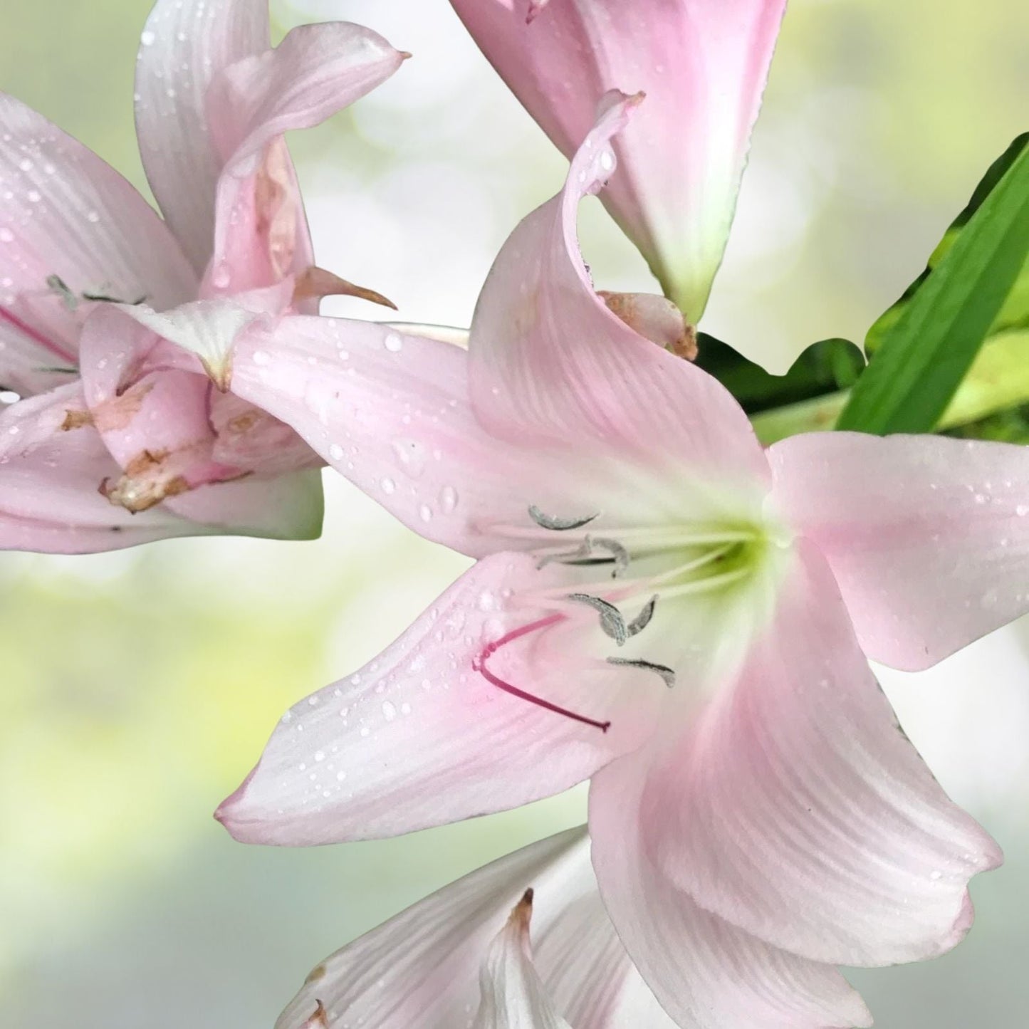 Pink Crinum Lily Bulbs, 2 Bulbs, Belladonna (Amaryllis), 2+ Inch Size, Tropical Flowering Plants