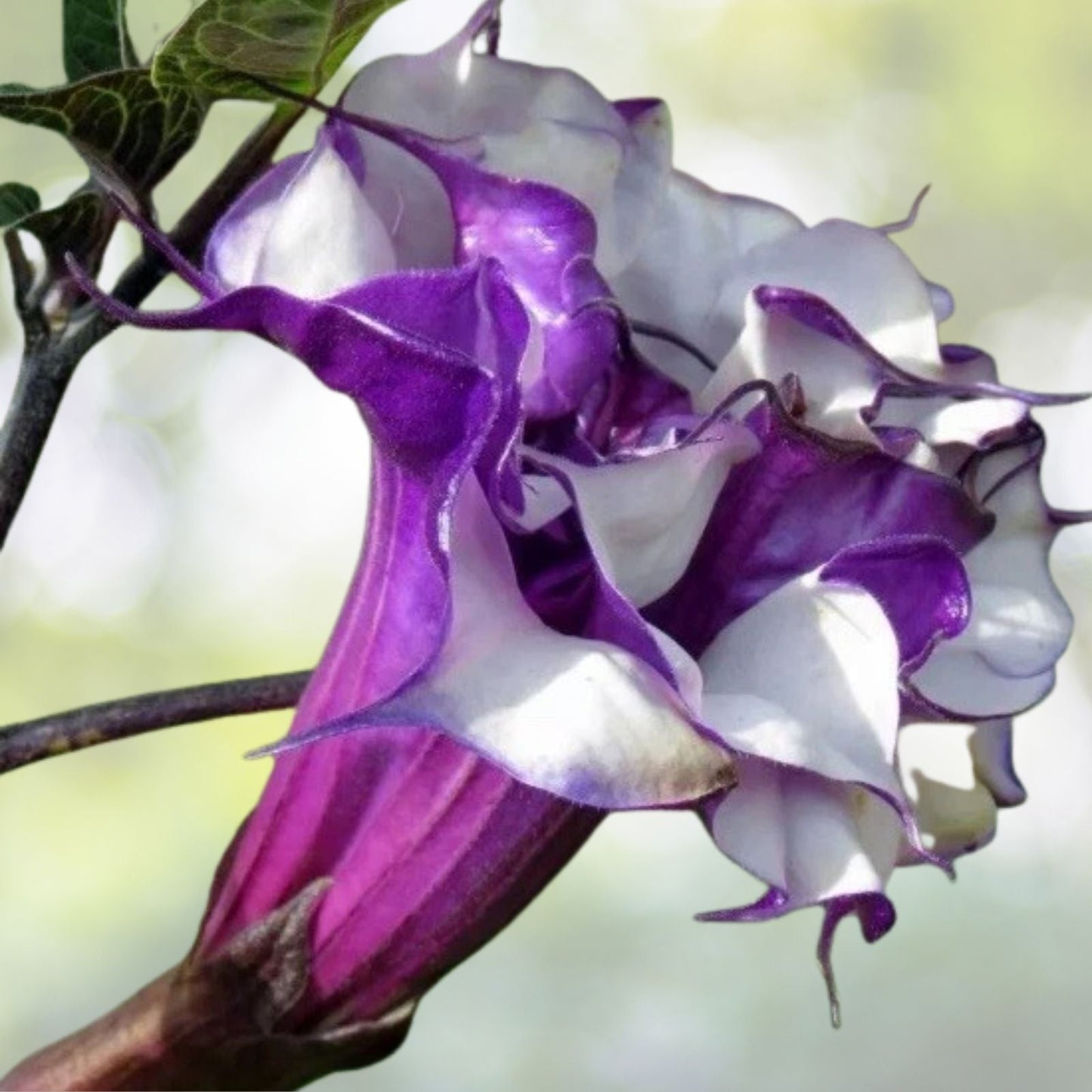 Purple Angel Trumpet Seedling, 8” Double Petals, Brugmansia spp., Beautiful Pot or Outdoor Plant