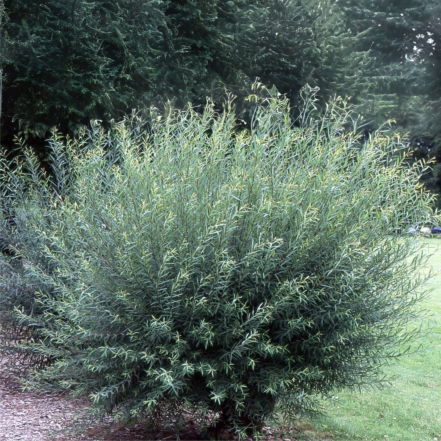 Willow Bush Cuttings - 2 Pack Salix Purpurea - Ideal for Basket Weaving - Prized Branches for Crafting