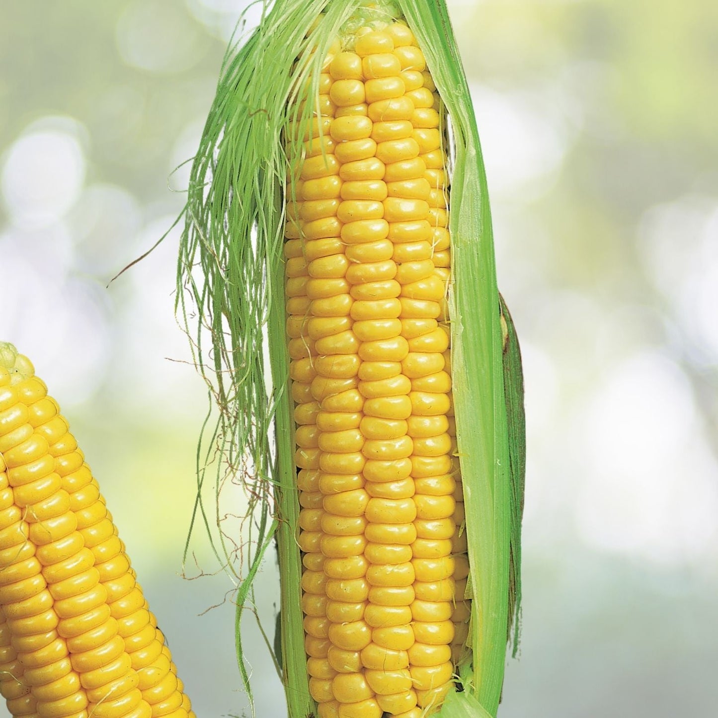 Yellow Whole Kernel Corn 22 lbs - Premium Quality, Non-GMO, Grown in Iowa - Ideal for Squirrels, Ducks, and Wildlife