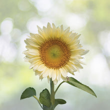 White Light Sunflower Seeds - 20 Seeds for Planting - Pure White Sunflowers - Helianthus annuus