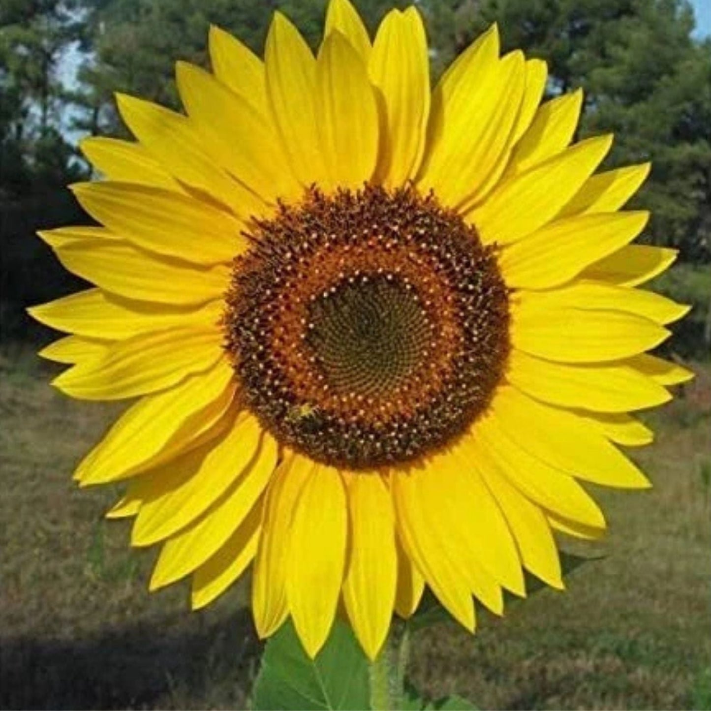 Yellow Giant Sunflower Seeds - 100 Pack - Helianthus annuus - Perfect for Planting and Garden Decor