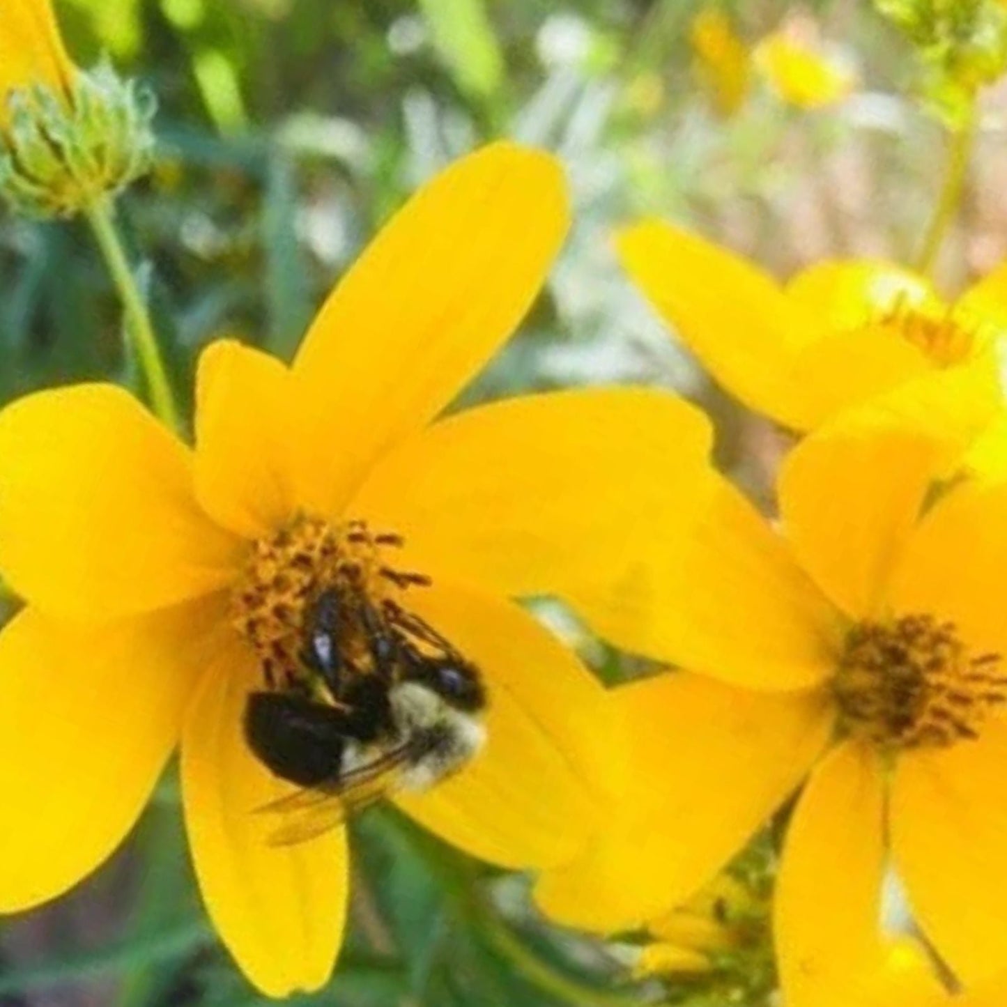 Yellow Swamp Marigold Seeds (100 Seeds) - Bidens Aristosa Mutica Fl - Ideal for Garden Planting