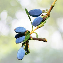 Czech 17 Honeyberry Plant - Edible Shrub for Zones 2-8 - Lonicera