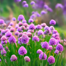 Wild Chives Seeds - 200 Non-GMO Heirloom Seeds for Planting - Allium schoenoprasum