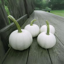 Small White Pumpkin Seeds - 20 Casperita Seeds for Planting - Ideal for Decor - Non-GMO