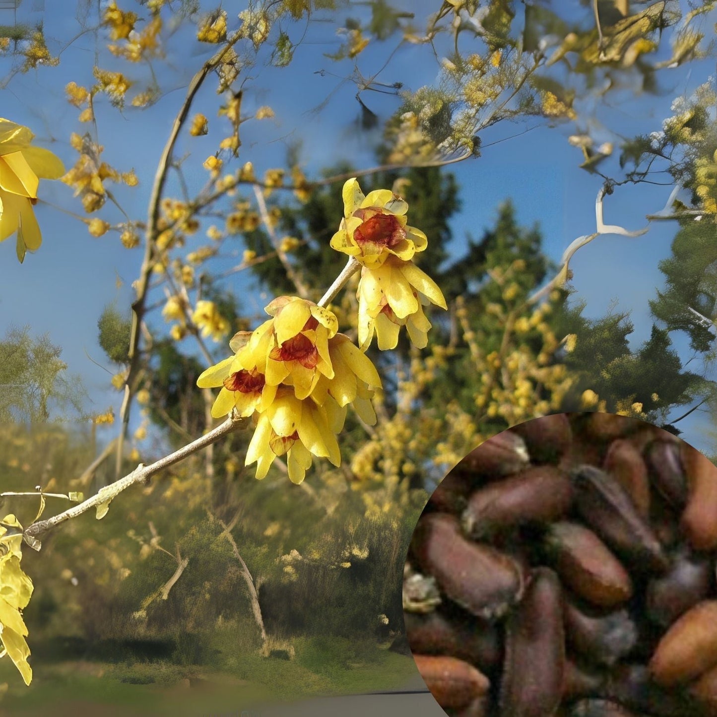 Wintersweet Tree Seeds - 30 Seeds - Chimonanthus praecox - Fragrant Flowering Shrub - Ships from I