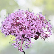 Heirloom Pink Mexican Hydrangea Plant - Butterfly & Hummingbird Attractant - Ready Rooted (Hydrangea macrophylla)