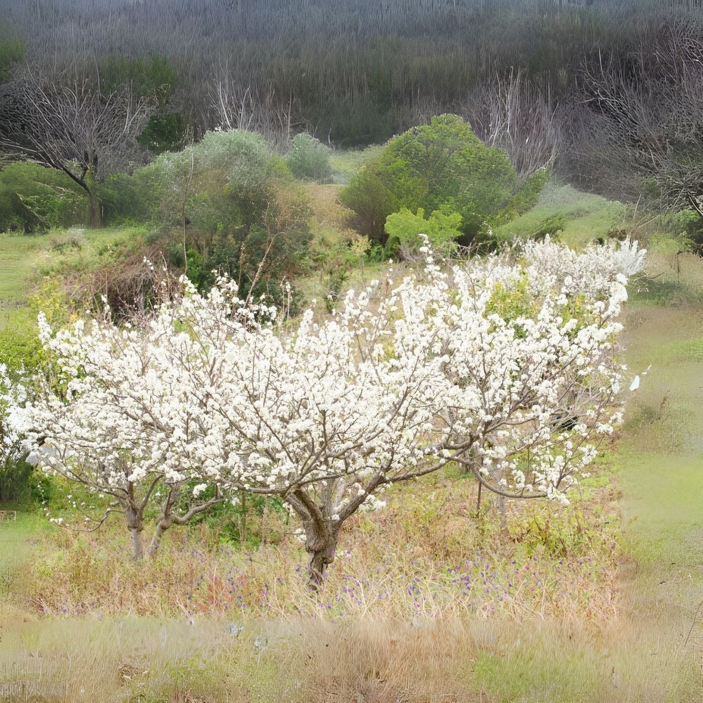 Wild Plum Tree Seeds - 10 Seeds of Prunus umbellata - USA Grown, Ideal for Home Gardens and Landscaping