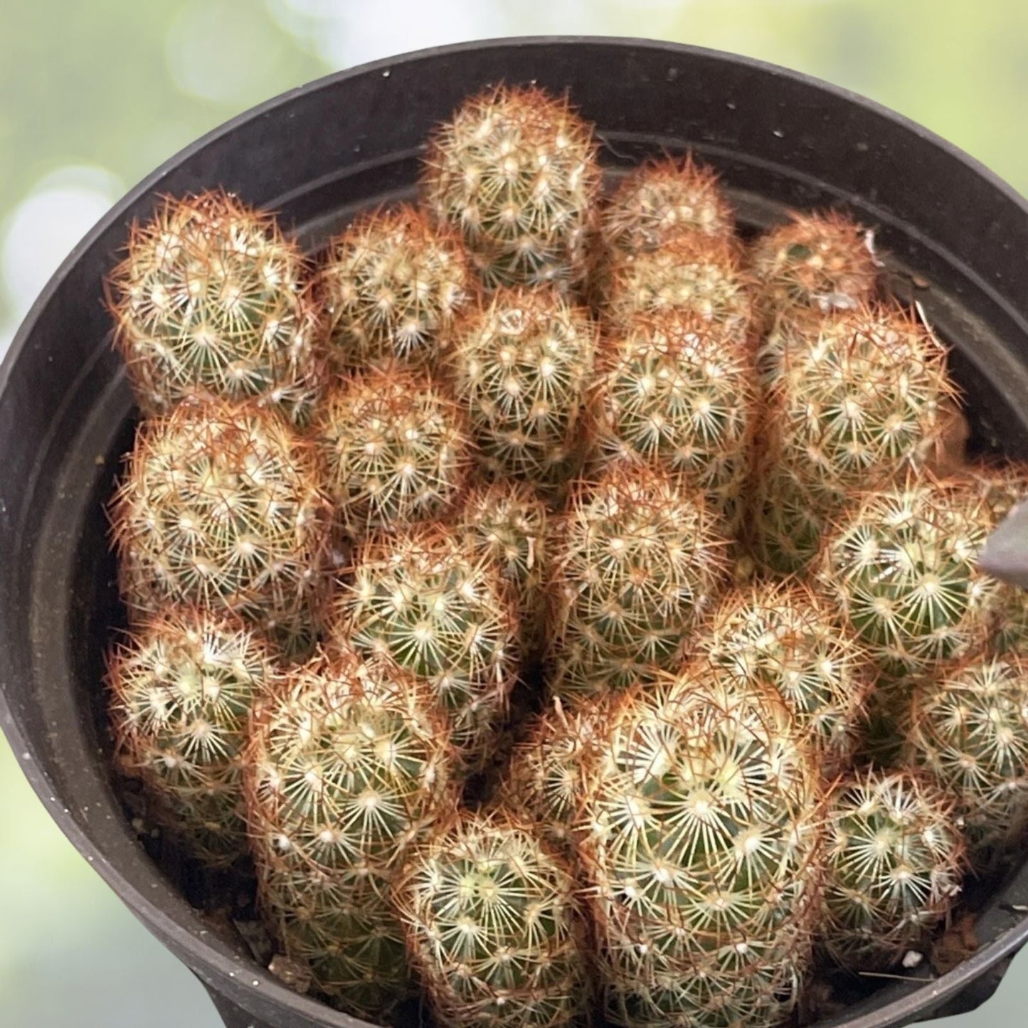Mammillaria Gracilis Fragilis Cactus, 2” Pot, Thimble Cactus, Succulent Plant