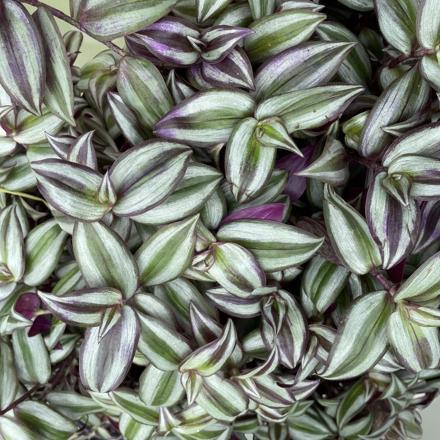 Wandering Jew Plant in 6” Pot - Tradescantia Zebrina Purple - Ideal for Hanging Planters