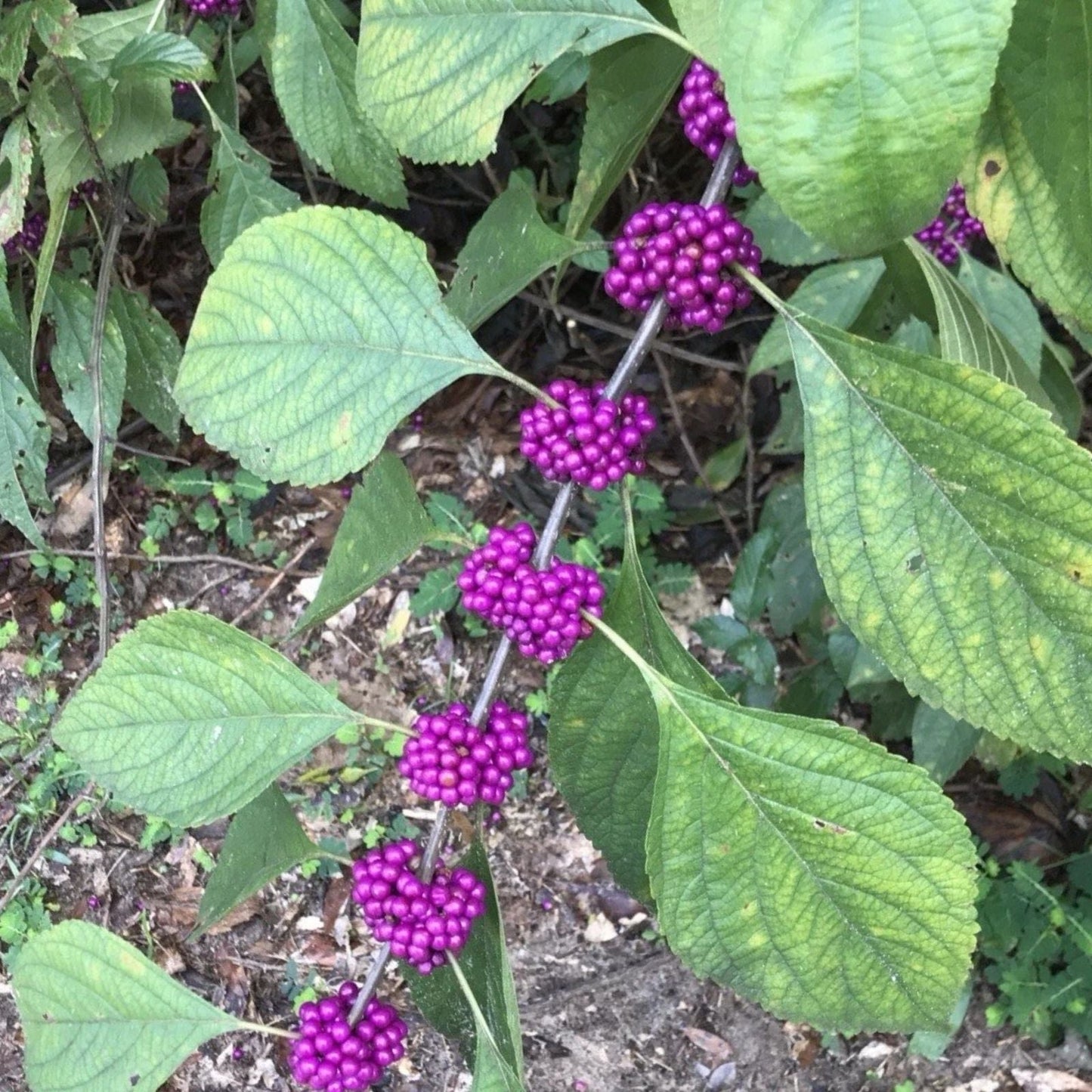 American Beautyberry Starter Live Plant 6+ Inches Purple Berries Callicarpa americana