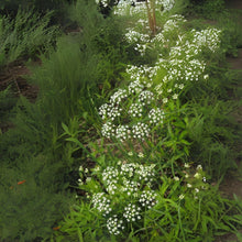 Wild Dill Seeds for Planting (50 Seeds) - Perideridia Americana - Heirloom Culinary Herb Garden Seed
