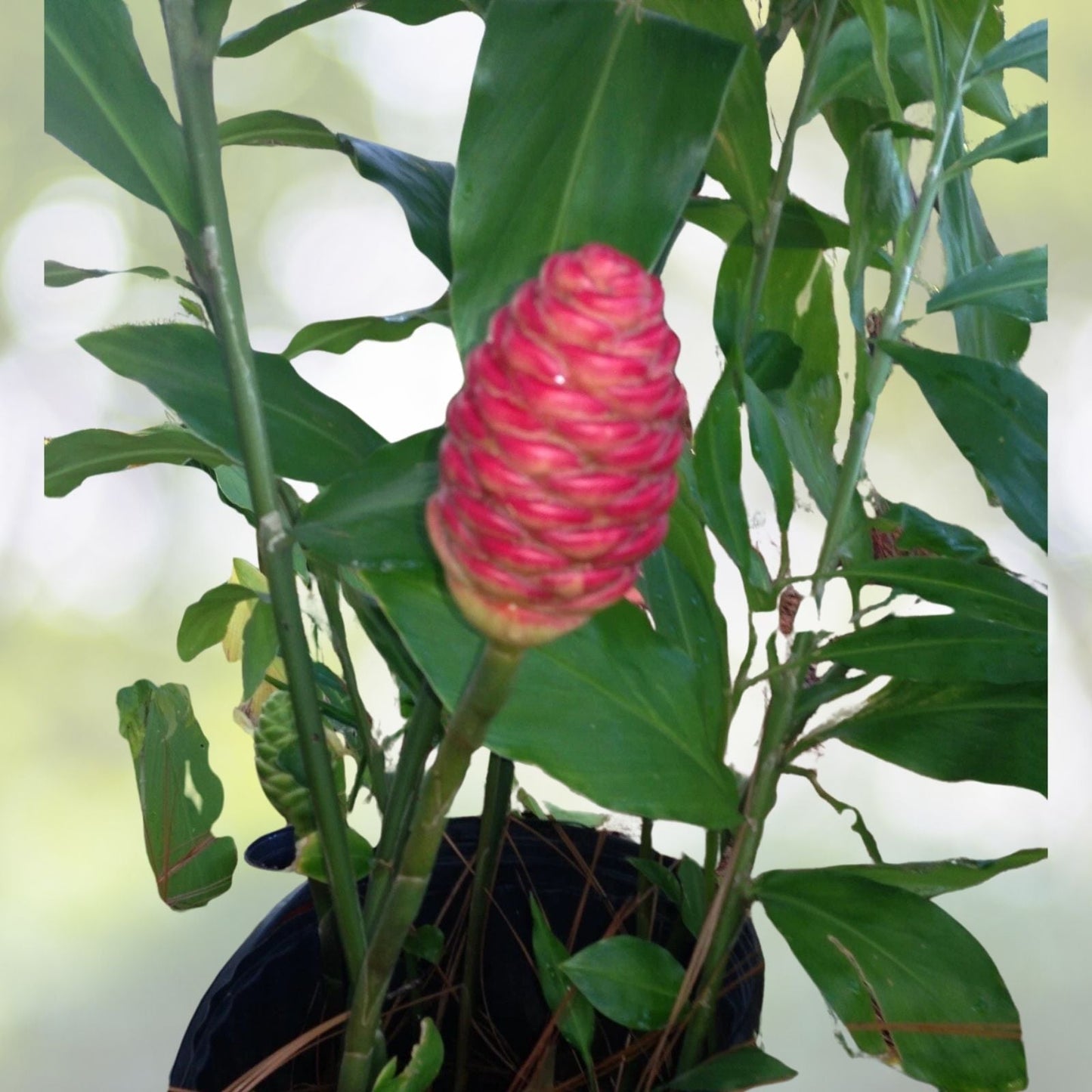Shampoo Ginger Rhizomes - 3 Pinecone Zingiber Zerumbet - Tropical Plant for Gardens (No HI, CA Shipping)