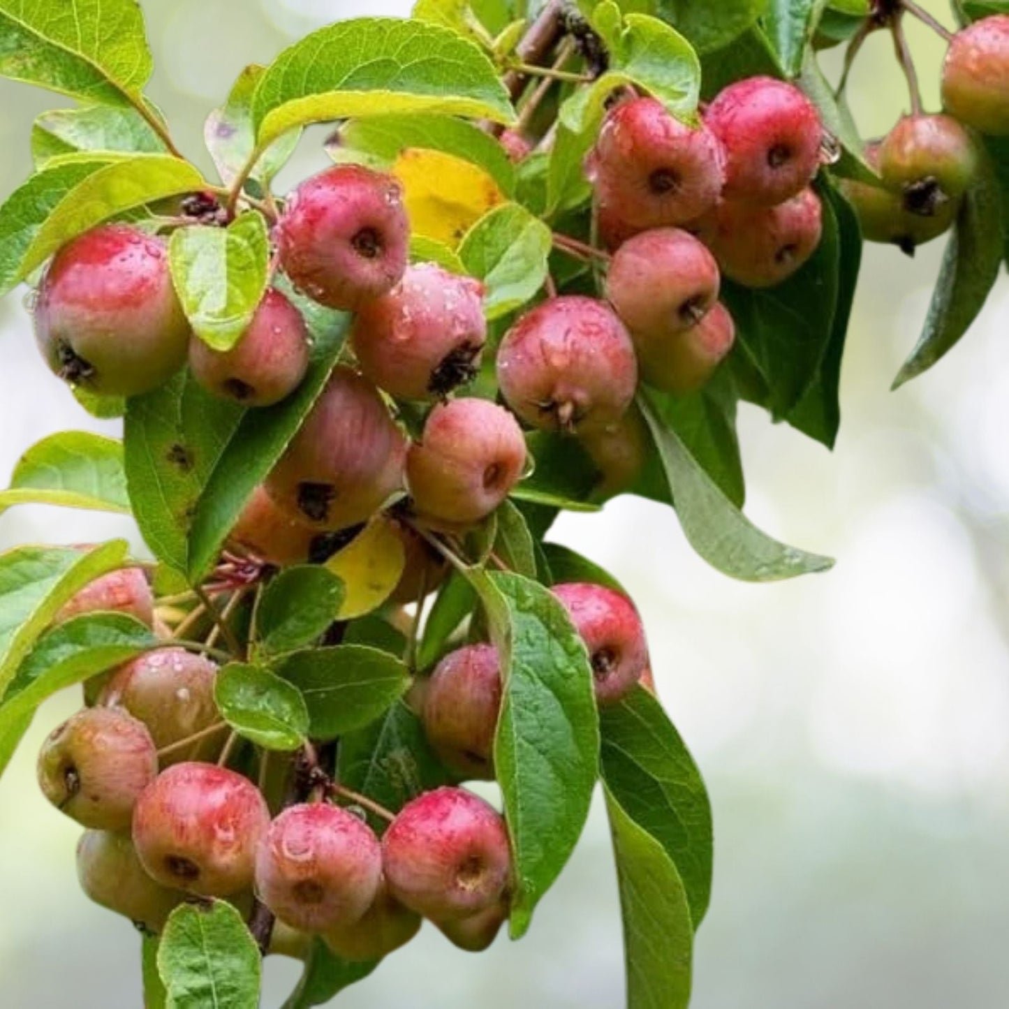 Zumi Crabapple Tree - Flowering Fruit Tree for Wildlife - Malus 'Zumi' - Zones 4-8 - Pollinator for Other Apple Trees