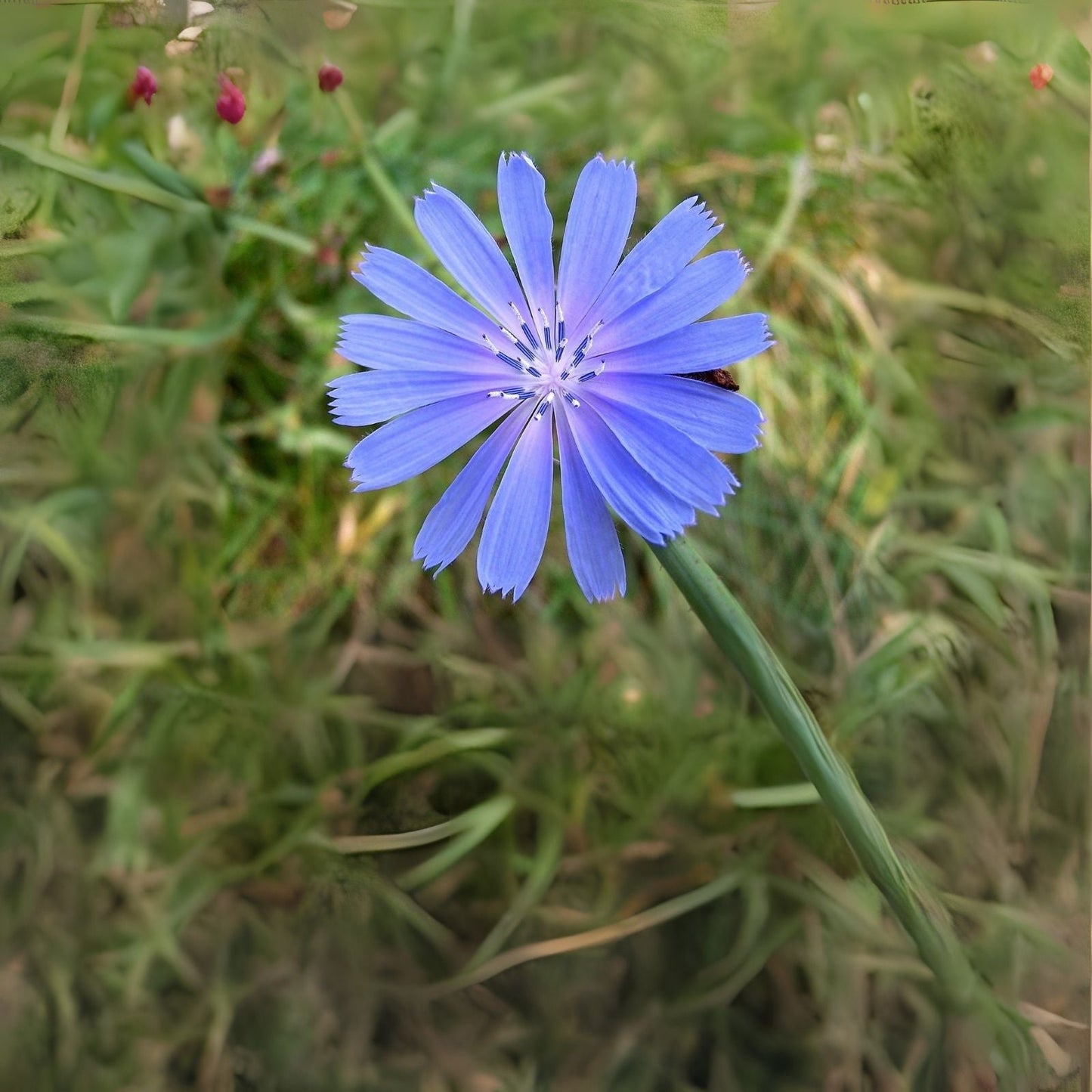 Chickroy Wildflower Seeds - 2,000 Seeds - Wildlife Food - Native Wildflower Mix for Planting