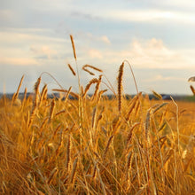 No-Till Winter Rye Cover Crop Seeds - 1,000 Non-GMO Seeds for Deer & Turkey - Secale cereale