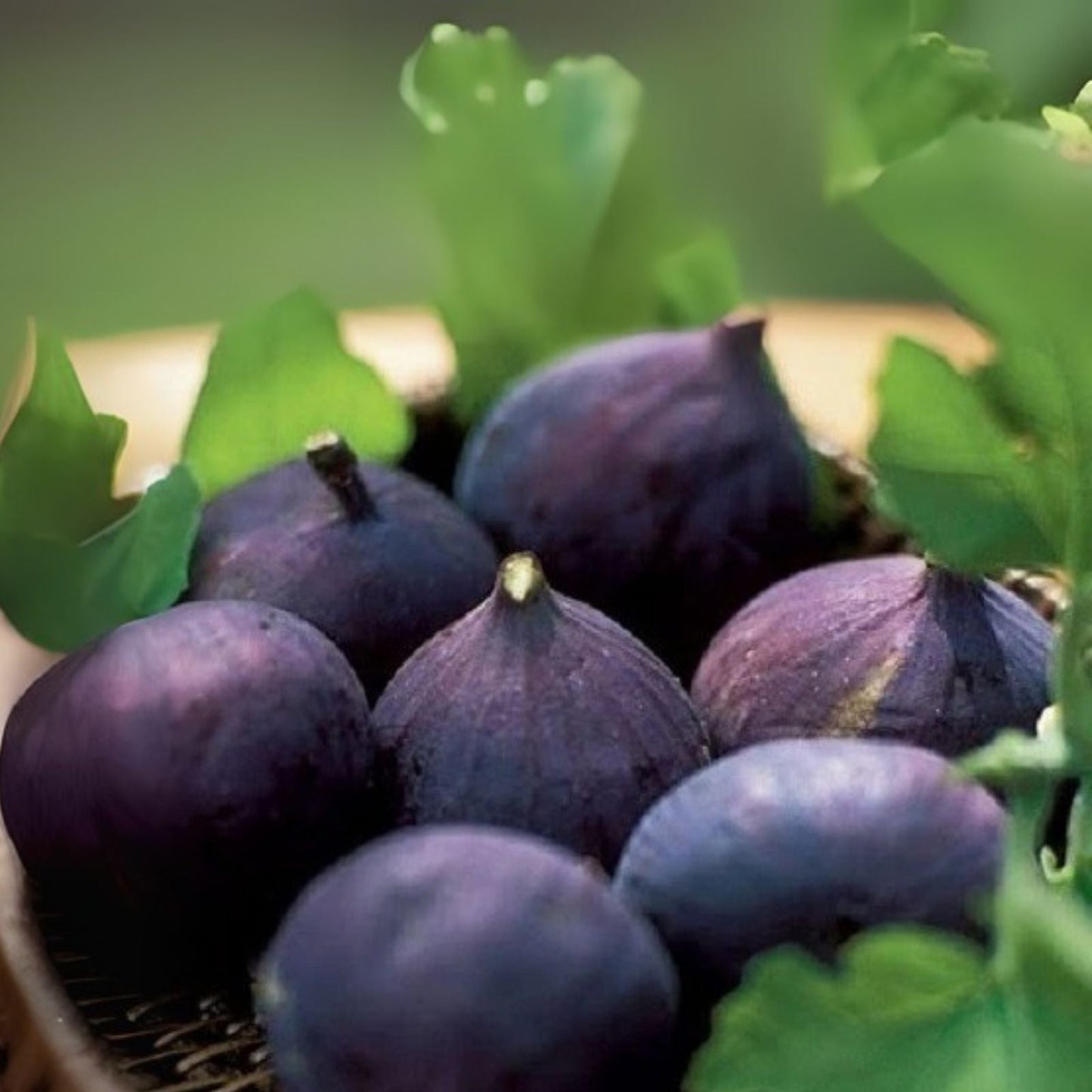 LSU Purple Fig Plant - Potted Live Fruit Tree - Self-Pollinating - Ficus carica - Zones 7-10
