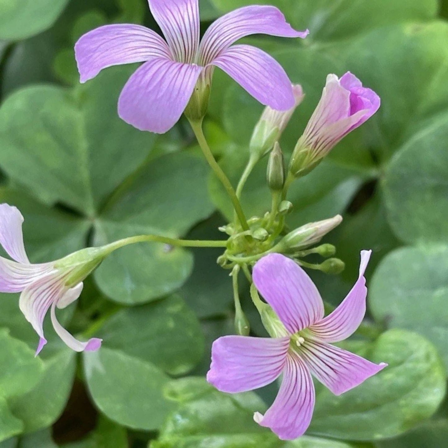 Pink Oxalis Bulbs - 15 Pack - Easy Care Wood Sorrel - Oxalis deppei