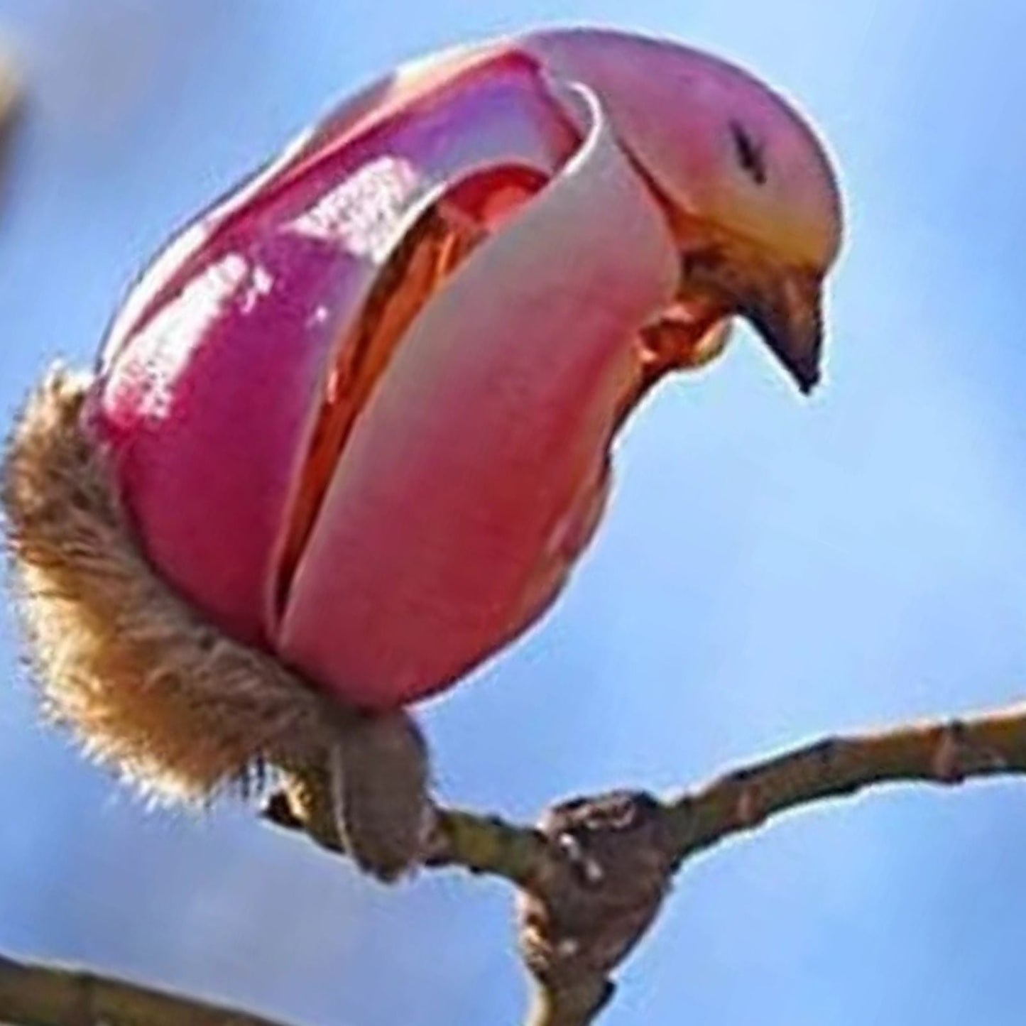 Yulan Magnolia Tree Seeds - 5 Pack - Pink Spring Buds - Magnolia denudata