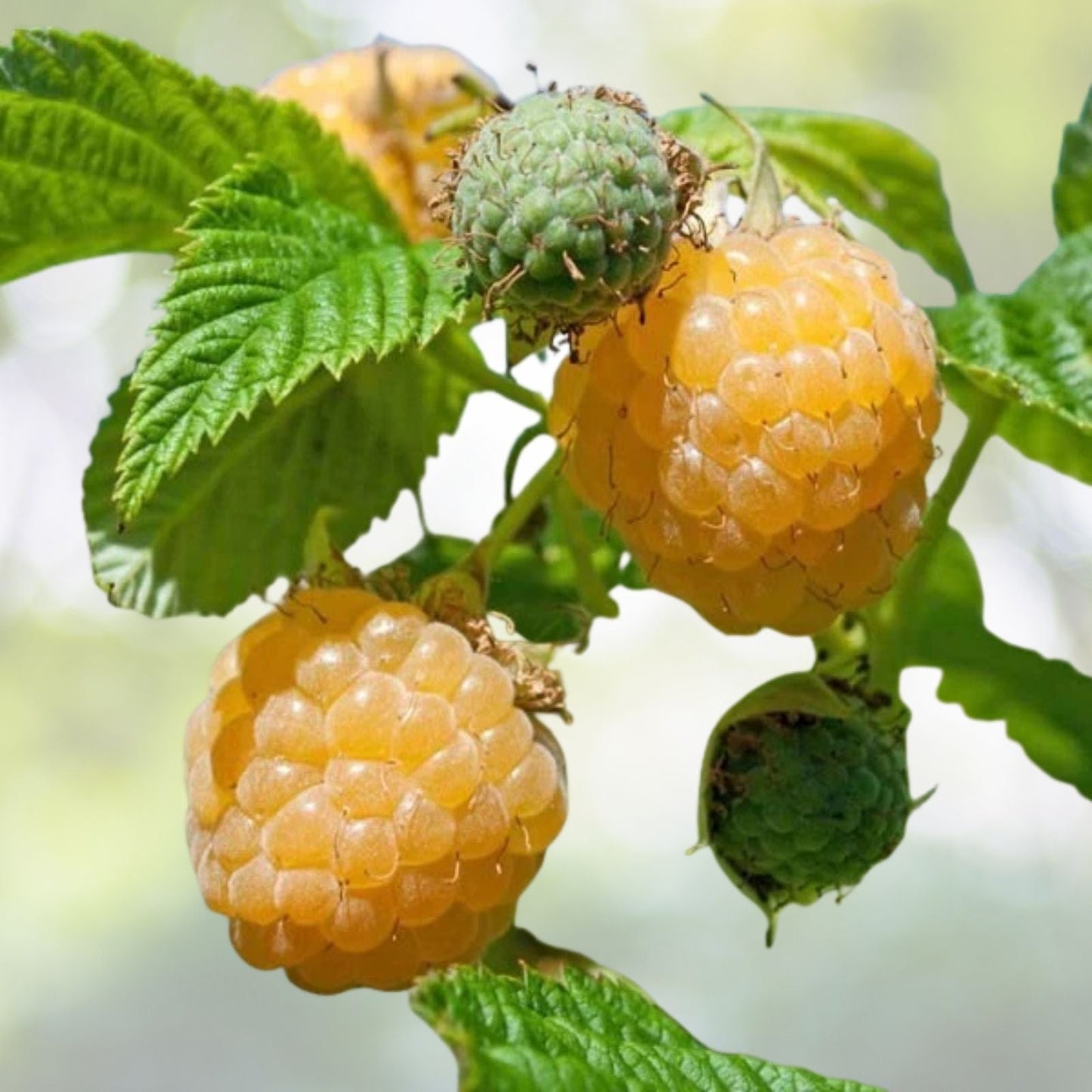 Fall Gold Raspberry Plant - Rooted | Gold Colored Raspberry | Rubus idaeus 'Fall Gold' | Zones 3-8