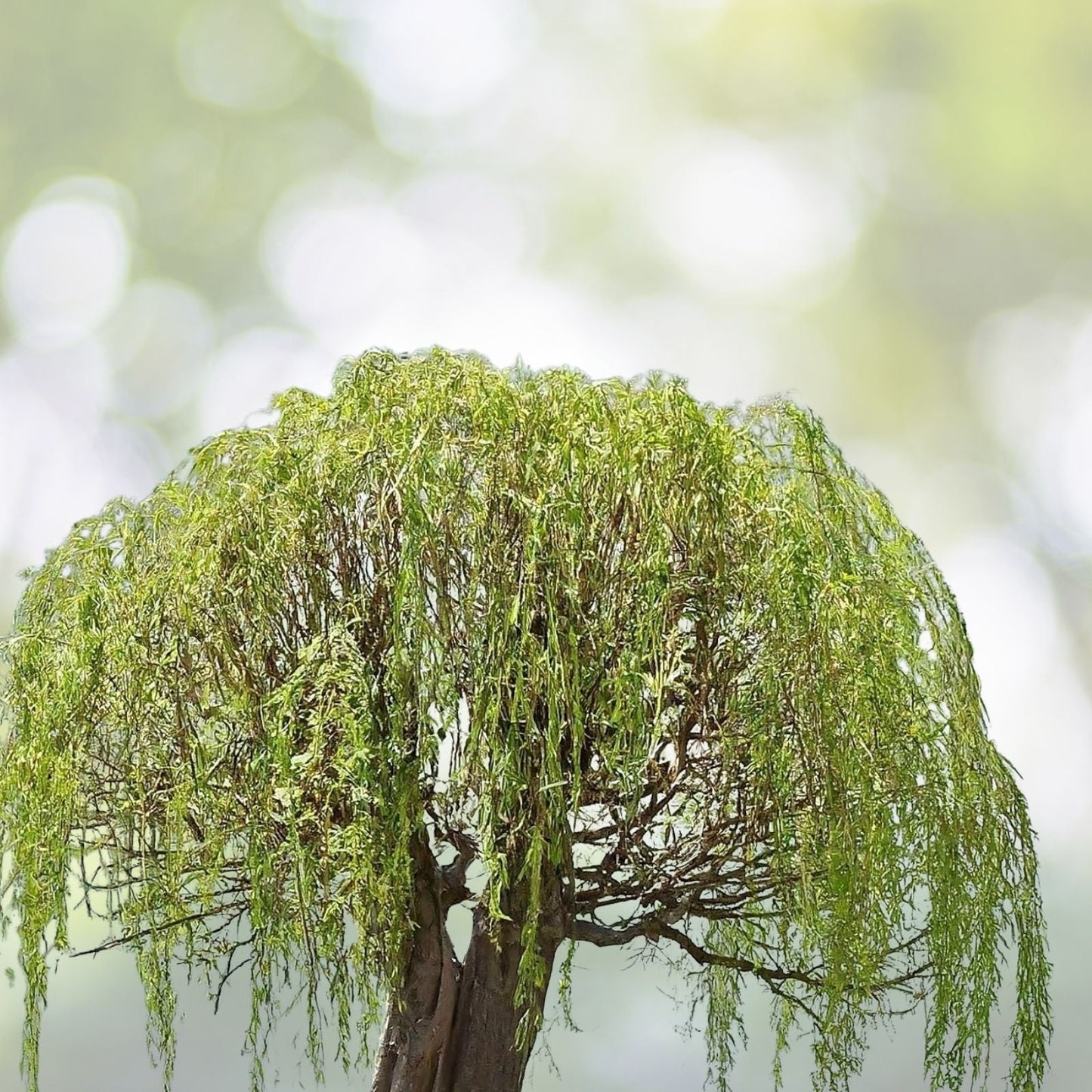 Willow Bonsai Bundle - 9 Types of Exotic Rare Willow - Perfect for Collectors - Salix spp.