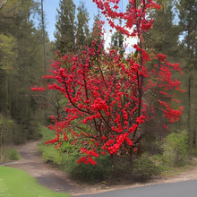 Winterberry Bush Seeds - 30 Pack - Ilex verticillata - Essential Winter Food Planting Seeds