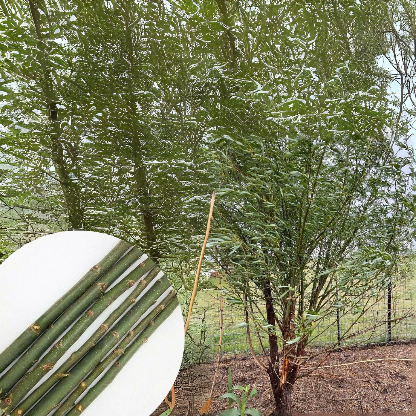 Hybrid Willow Cutting - Austree Variety - Salix - Fast Growth with Instructions